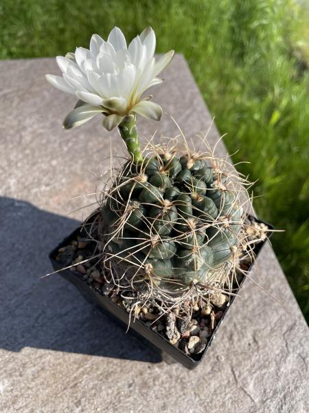 Gymnocalycium deeszianum